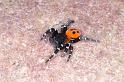 Eresus_sandaliatus_D3046_Z_91_NP De Hoge Veluwe_Nederland